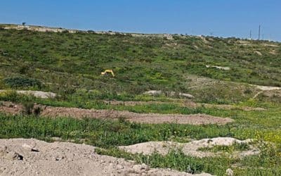 Los Cerros acondiciona la parcela del futuro ‘Bosque de los Ladrones’