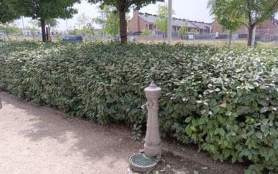 El Ayuntamiento instalará siete nuevas fuentes de agua potable en El Cañaveral