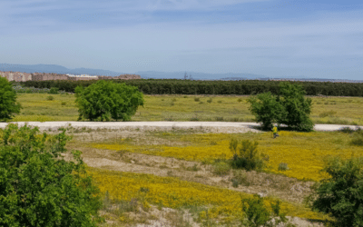 Primeros trabajos en la parcela del futuro parque comercial de El Cañaveral