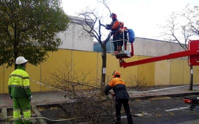 Trabajos de conservación del arbolado: estas son las calles afectadas en El Cañaveral