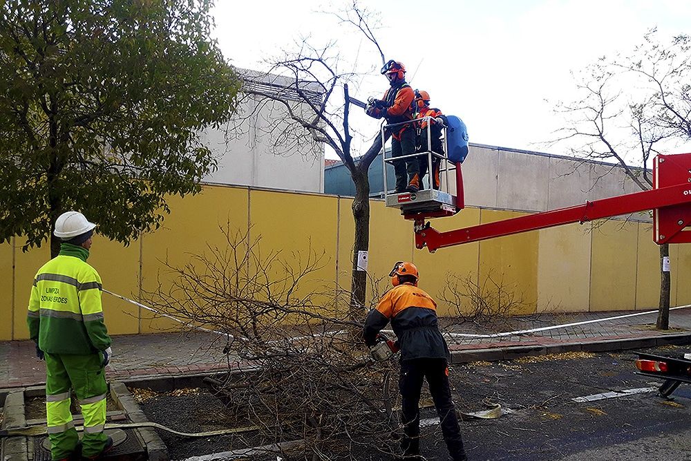 Trabajos de conservación del arbolado: estas son las calles afectadas en El Cañaveral