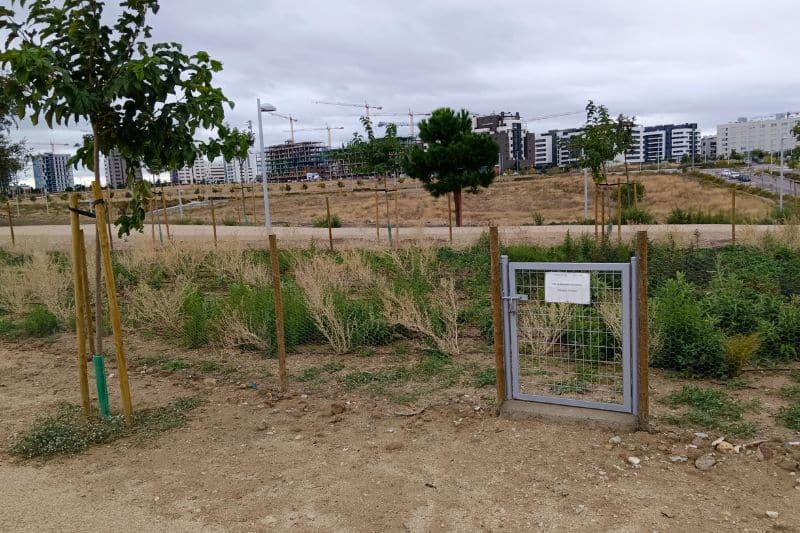 Área de regeneración vegetal en el parque norte de El Cañaveral (fuente: Nuevo Sureste)