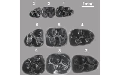 Hallado un yacimiento de micromamíferos de hace 14 millones de años en la ‘sabana’ de Los Ahijones