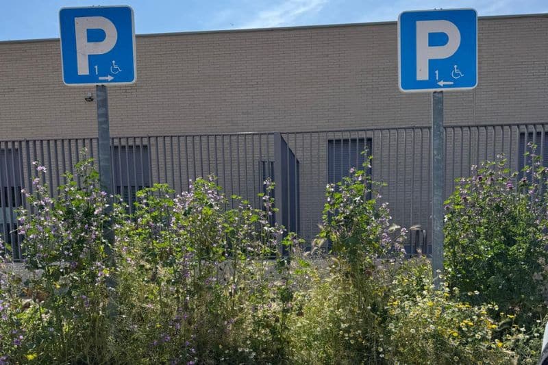 El PSOE denuncia la falta de mantenimiento de zonas verdes en viales del Ensanche de Vallecas
