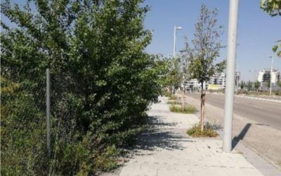 PSOE y Aveca denuncian el estado de las zonas verdes de El Cañaveral