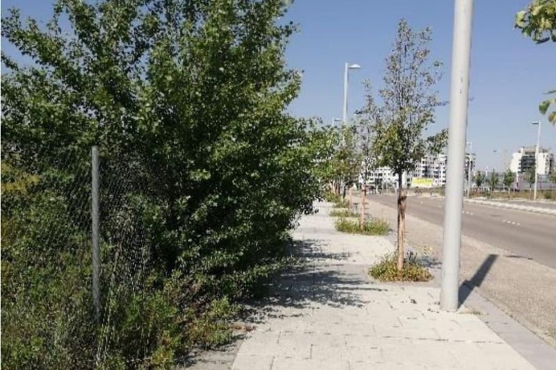 PSOE y Aveca denuncian el estado de las zonas verdes de El Cañaveral